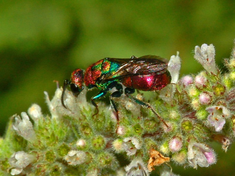 Che belli i Chrysidae !!  Hedychrum rutilans